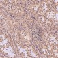 Anti-Bcl-2 Rabbit Monoclonal Antibody